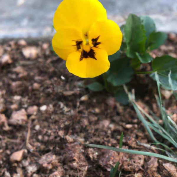 Ruyada Yuzmek Ne Anlama Gelir