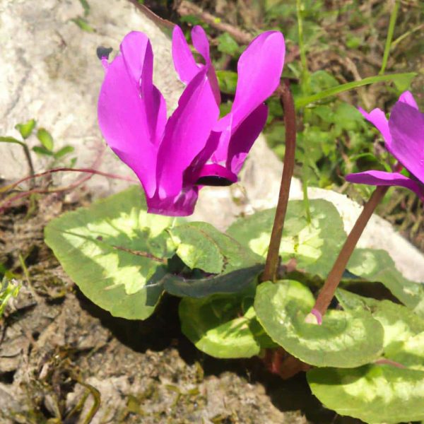 Ruyada Zengin Birini Gormek