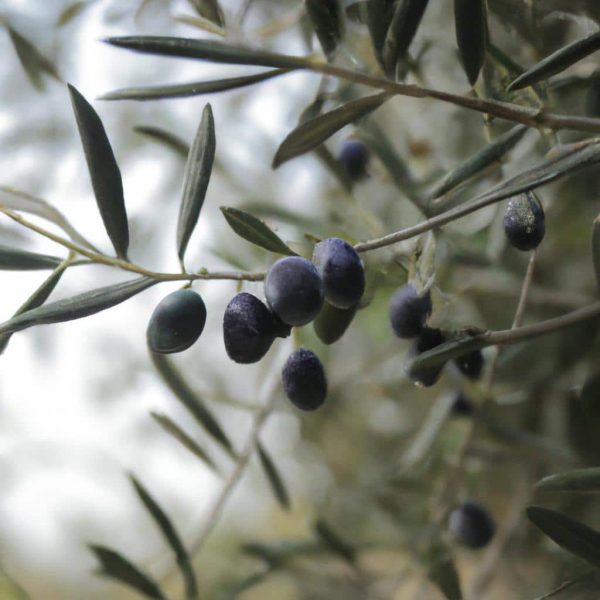 Ruyada Zeytin Agaci Gormek