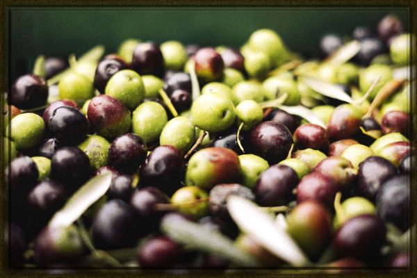 Rüyada Zeytin Görmek