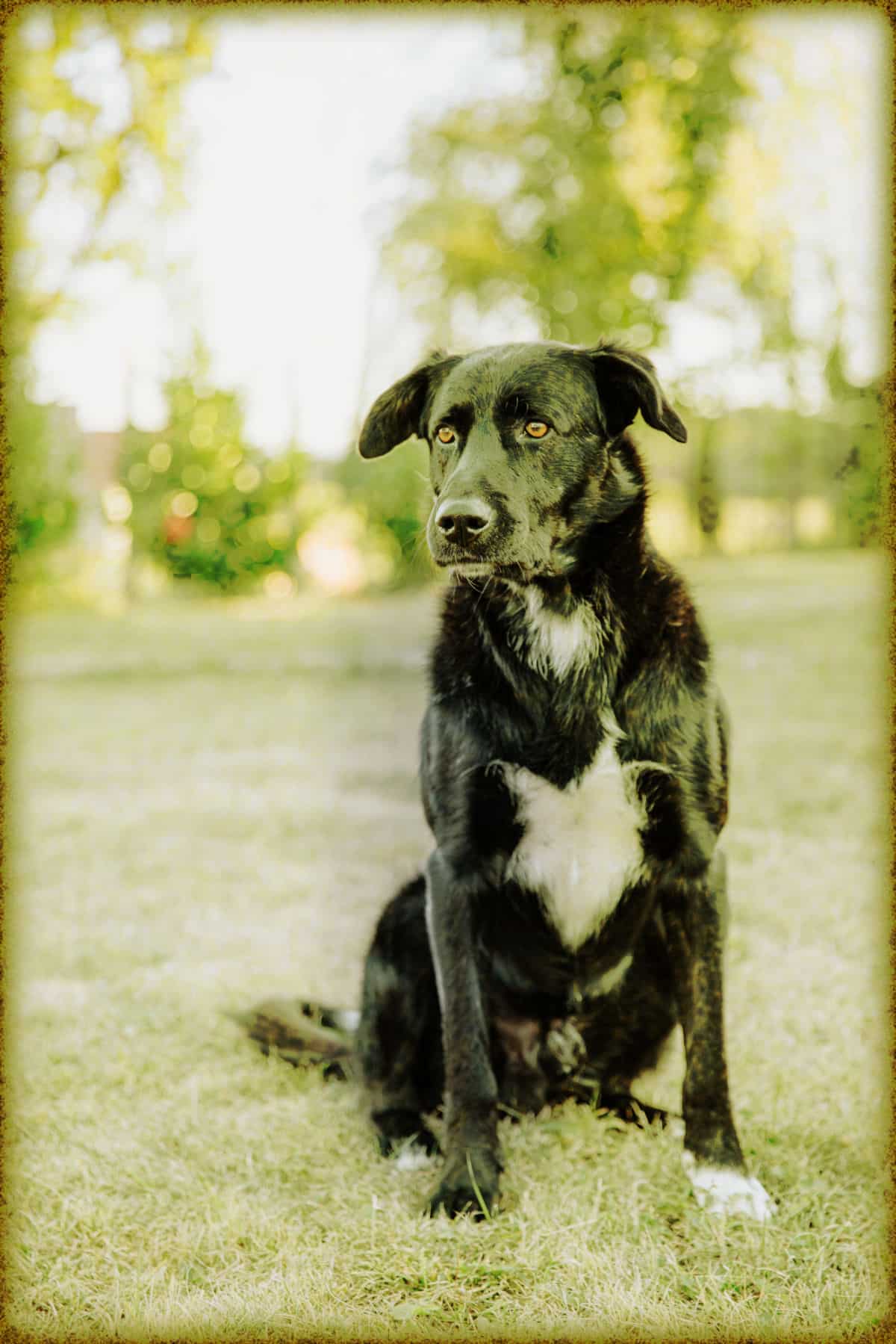 Rüyada siyah köpek Görmek