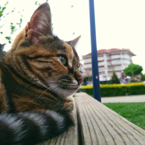 Ruyanda Sevdigin Kizi Gormek