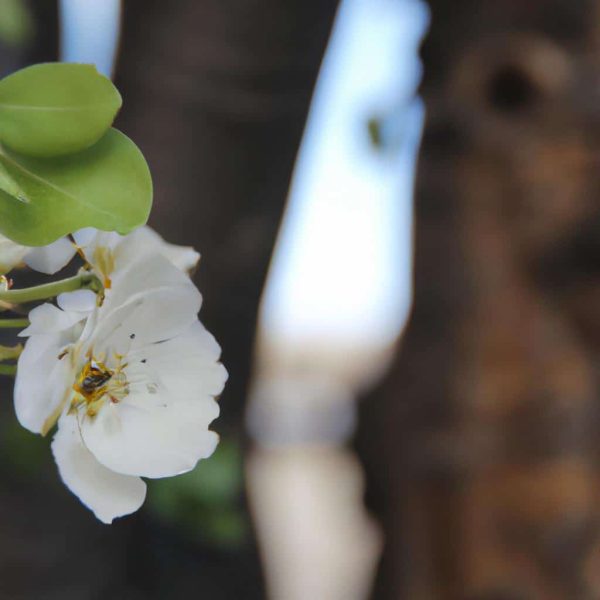 Surekli Ayni Ruyayi Gormek