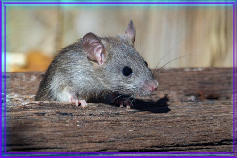 Tasavvufta Rüyada Fare Görmek