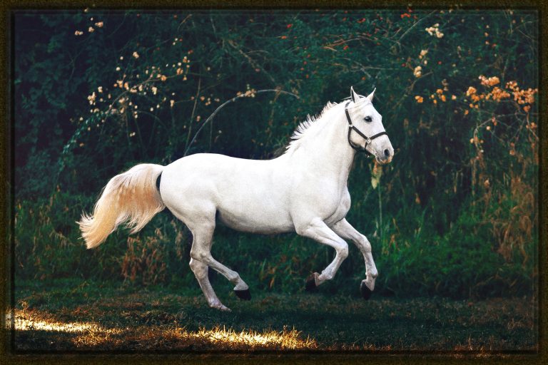 Rüyada Beyaz At Görmek