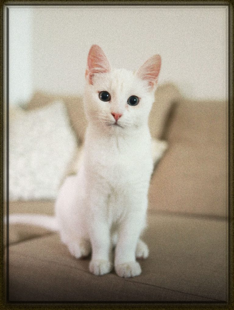 Rüyada Beyaz Kedi Görmek