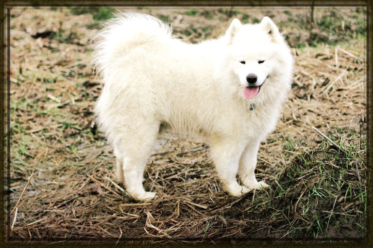 Rüyada Beyaz Köpek Görmek