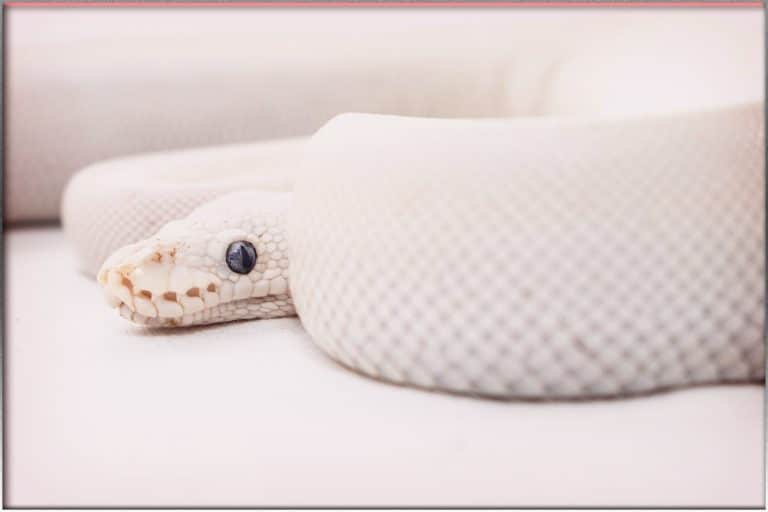 Rüyada Beyaz Yılan Görmek