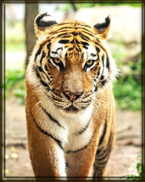 Rüyada Kaplan Görmek