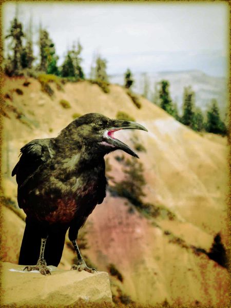 Rüyada Karga Görmek