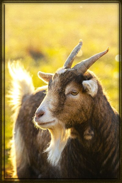 Rüyada Keçi Görmek