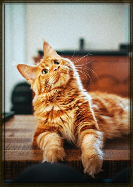 Rüyada Kedi Görmek Diyanet