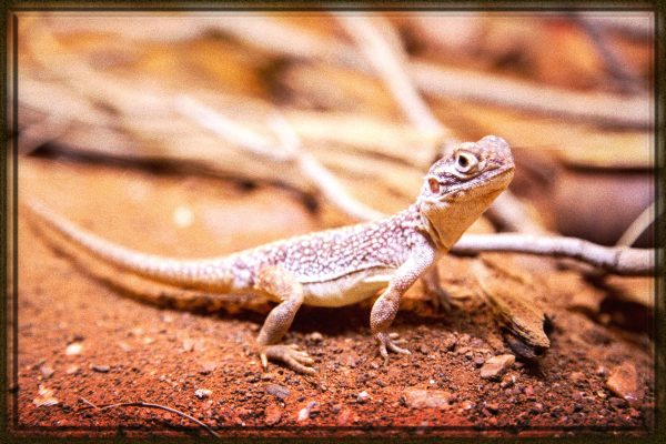 Rüyada Kertenkele Görmek