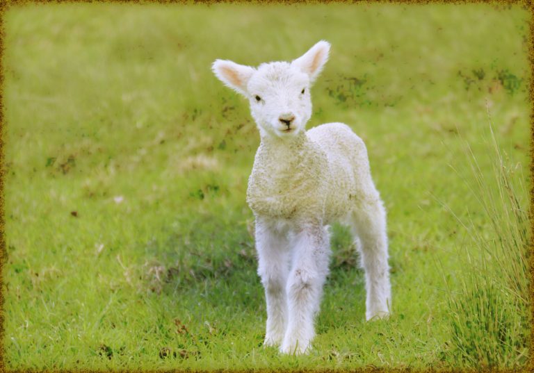 Rüyada Kuzu Görmek