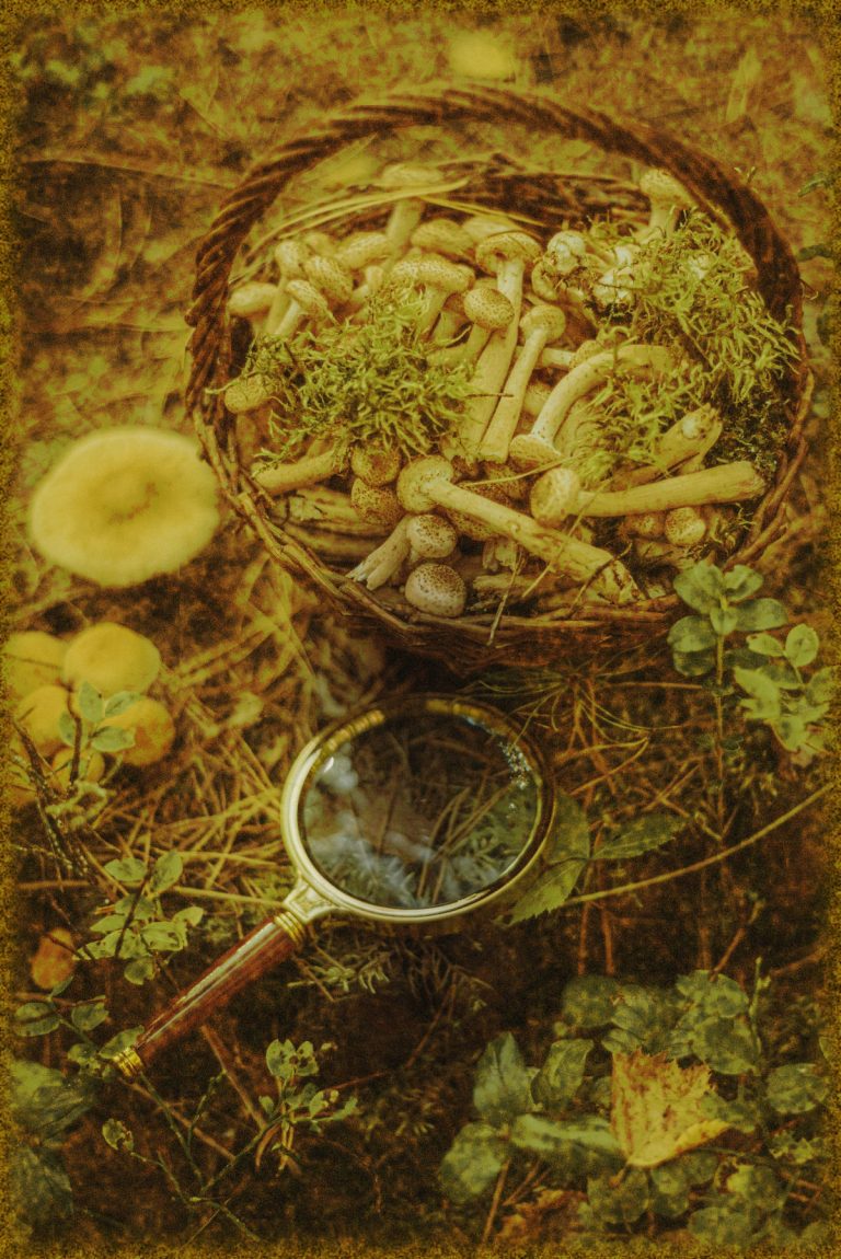 Rüyada Mantar Toplamak