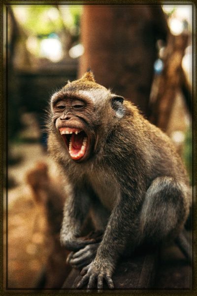 Rüyada Maymun Görmek