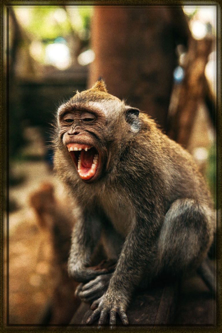 Rüyada Maymun Görmek