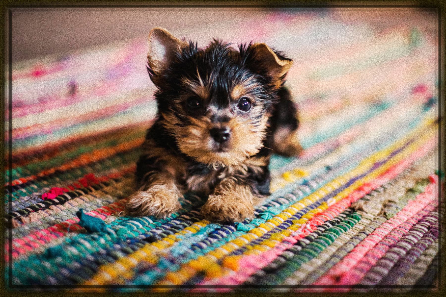 Rüyada Yavru Köpek Görmek