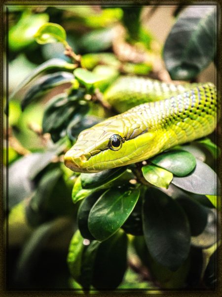 Rüyada Yeşil Yılan Görmek