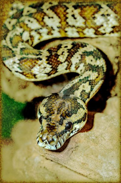 Rüyada Yılan Görmek Diyanet