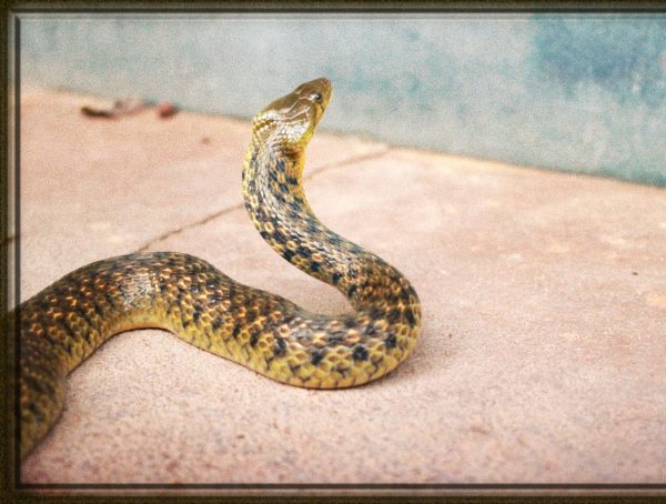 Rüyada Yılan Sokması