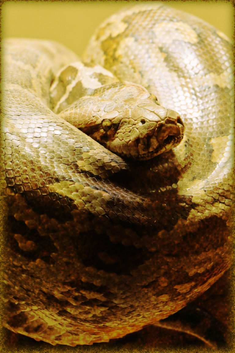 Rüyada Büyük Yılan Görmek