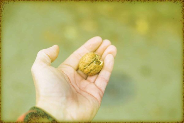 Rüyada Ceviz Toplamak