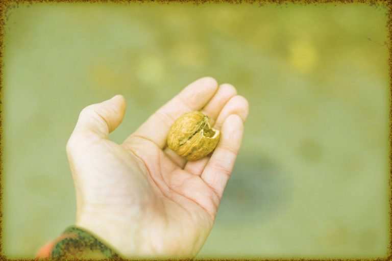 Rüyada Ceviz Toplamak