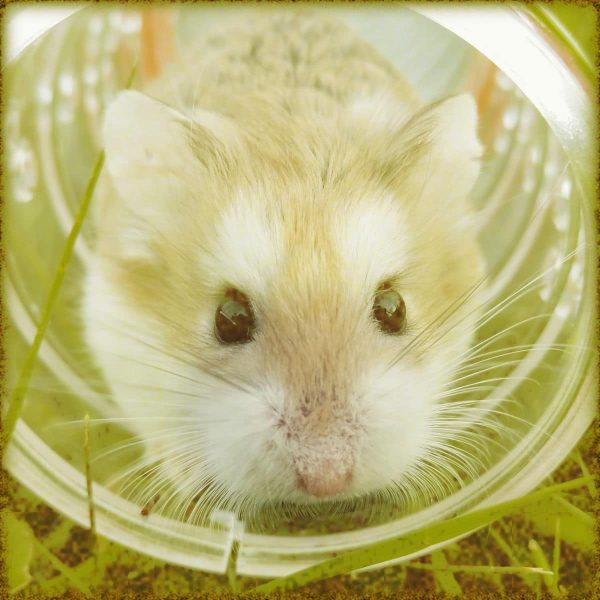 Rüyada Fare Görmek Diyanet