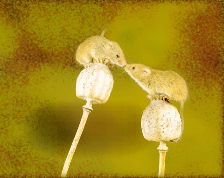 Rüyada Fare Öldürmek