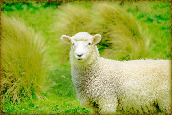 Rüyada Kurban Kesmek