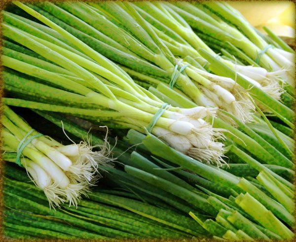 Rüyada Yeşil Soğan Görmek